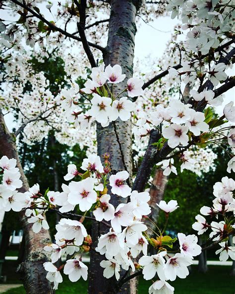 white flowering trees photos